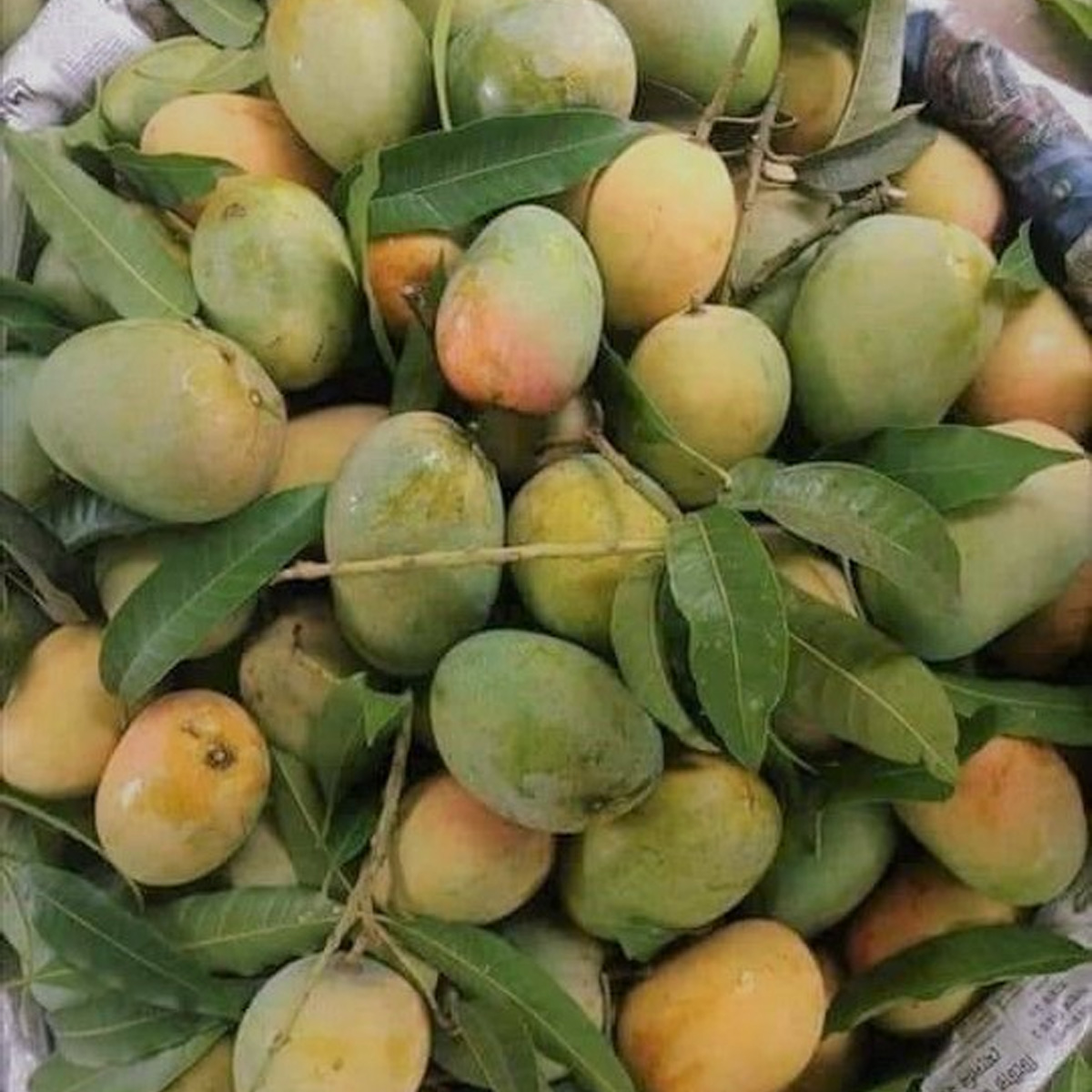 সাতক্ষীরার সুমিষ্ট গোপালভোগ আম