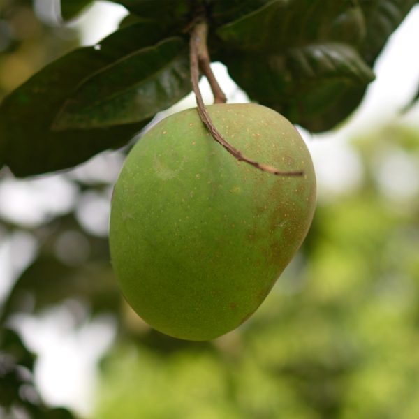 সাতক্ষীরার সুমিষ্ট গোপালভোগ আম - Image 2