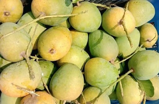 হিসসাগর আম