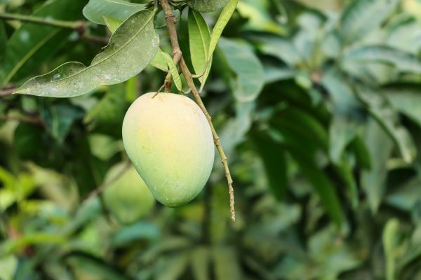 হিম সাগর আম